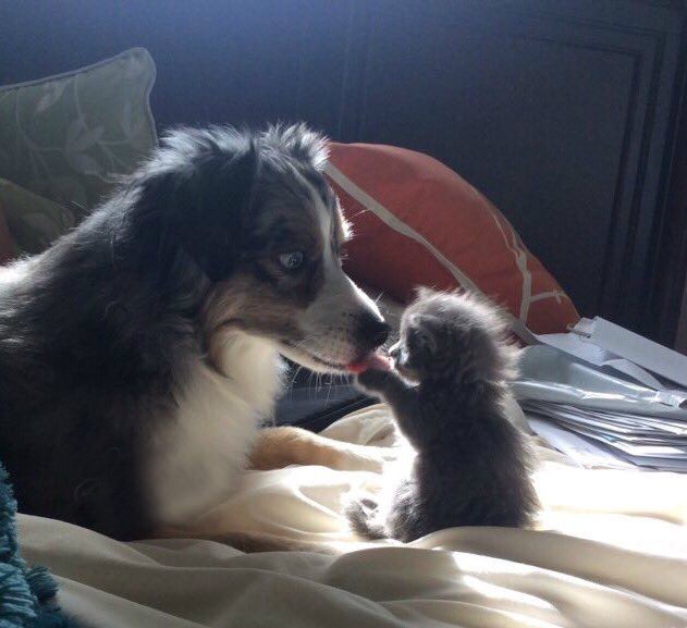 This kitten wants to steal his friend's tongue!