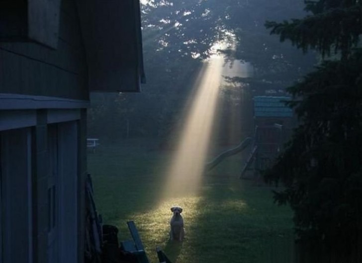 Deus disse que é um cão bonzinho!