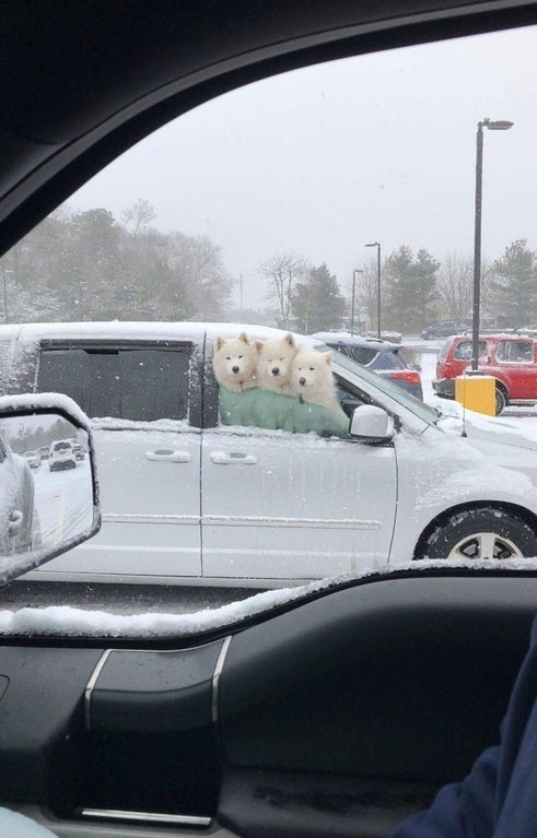 "I could not believe my eyes when I saw these three dogs during a snow blizzard."