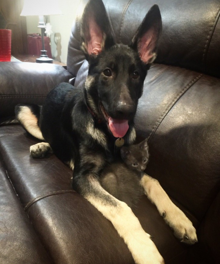 This German shepherd believes that the kitten is his puppy ...