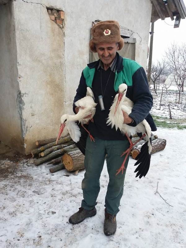 In molti paesi della Bulgaria, gli abitanti hanno trovato le cicogne appoggiate al suolo completamente congelate.