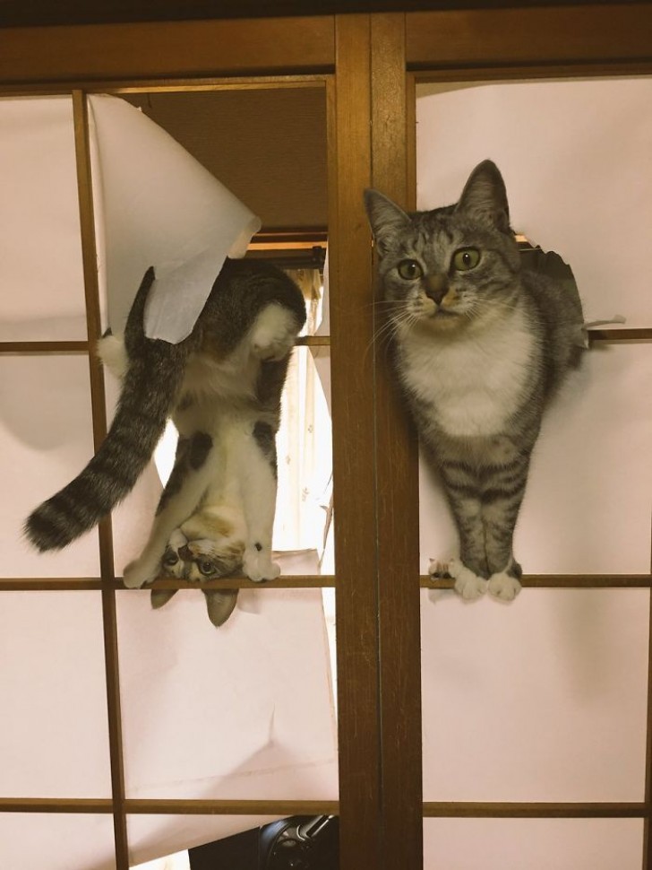 The guilty faces of two cats who have just built their own cat flap.