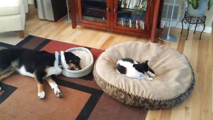 It does not matter who is adopted first --- a cat and a dog under the same roof will always end up like this.