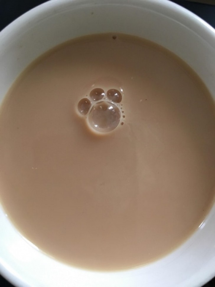 Hey! Hi, little paw in my milk!