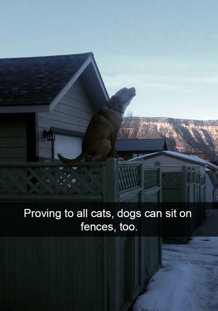 Proving to all cats, dogs can sit on fences, too.