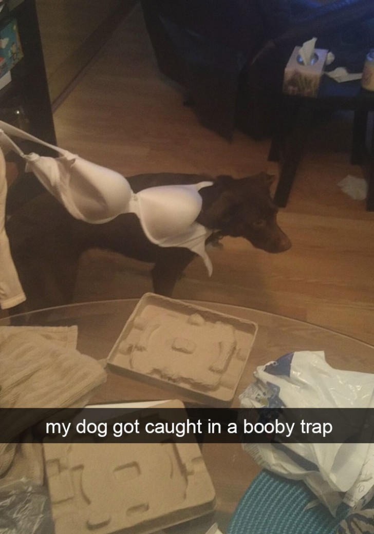 My dog got caught in a "booby trap" ...