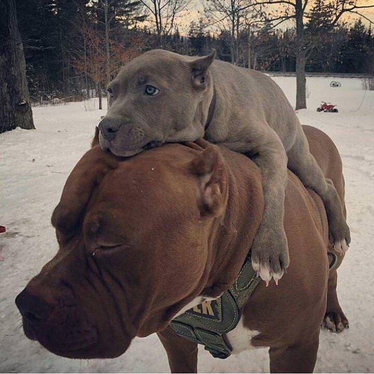 "When you have to carry your little brother on your shoulders because he doesn't want to get his feet cold and wet ..."