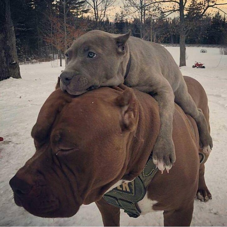 "Quand tu dois porter ton petit frère sur l'épaule parce qu'il ne veut pas se geler les pieds....".