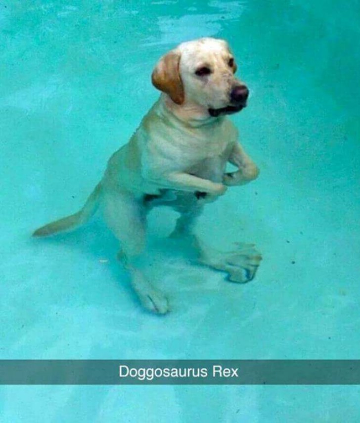 Doggosaurus Rex!