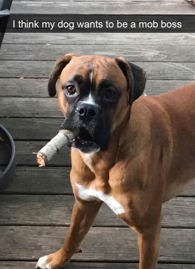 "Je pense que le chien veut être patron....".