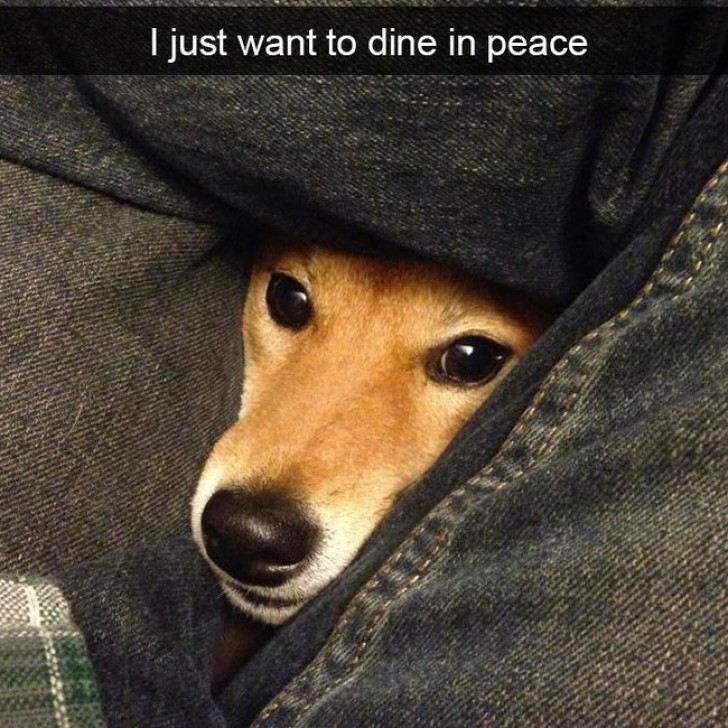 I just want to dine in peace!