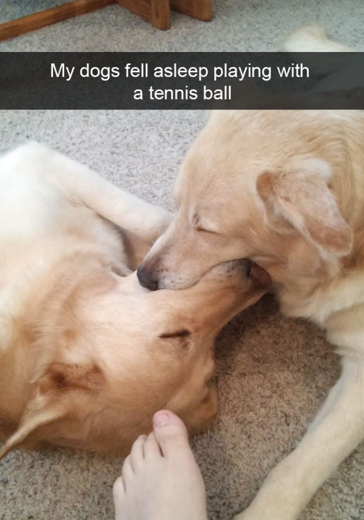 My dogs fell asleep playing with a tennis ball ...