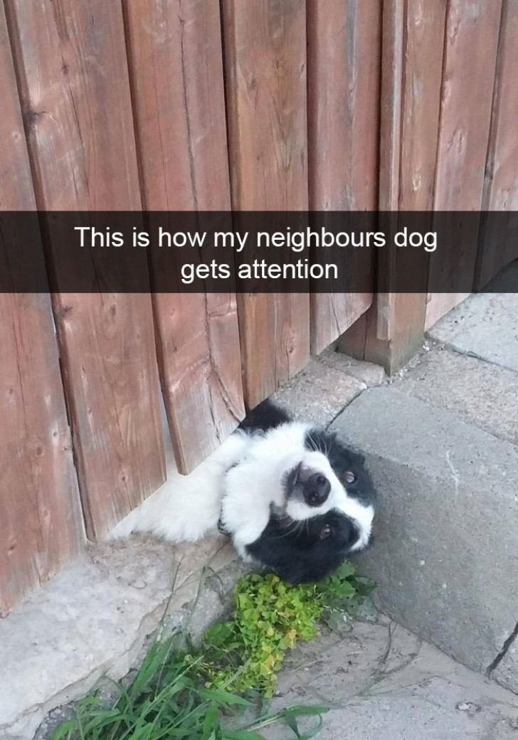 "This is how my neighbor's dog gets attention ..."