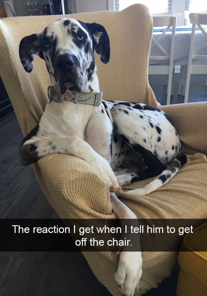 The reaction I get when I tell him to get off the chair.