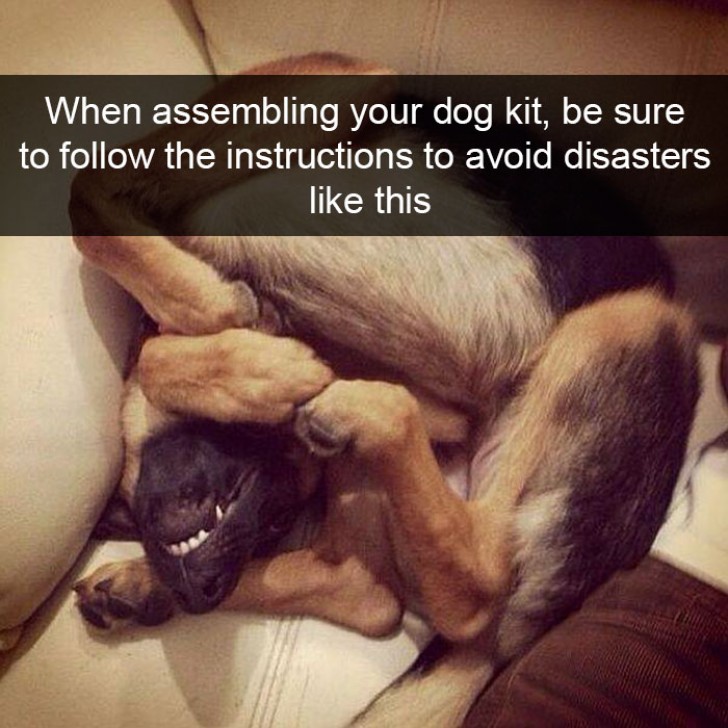 "When you assembling your dog kit, be sure to follow the instructions to avoid disasters like this."