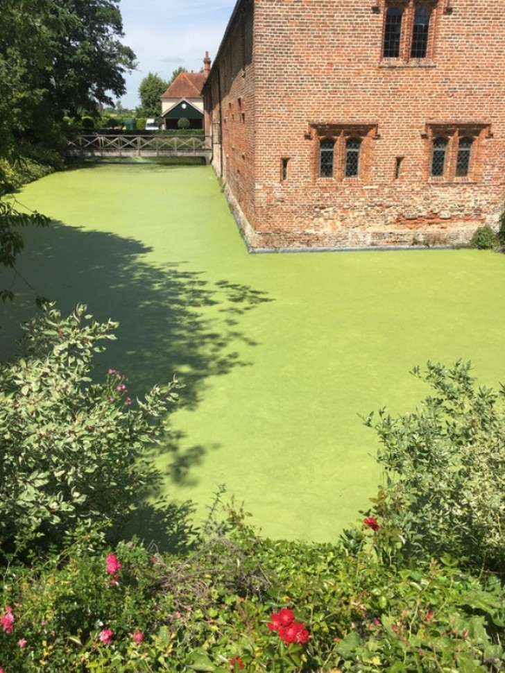 Ein schöner Rasen...aus Wasser!