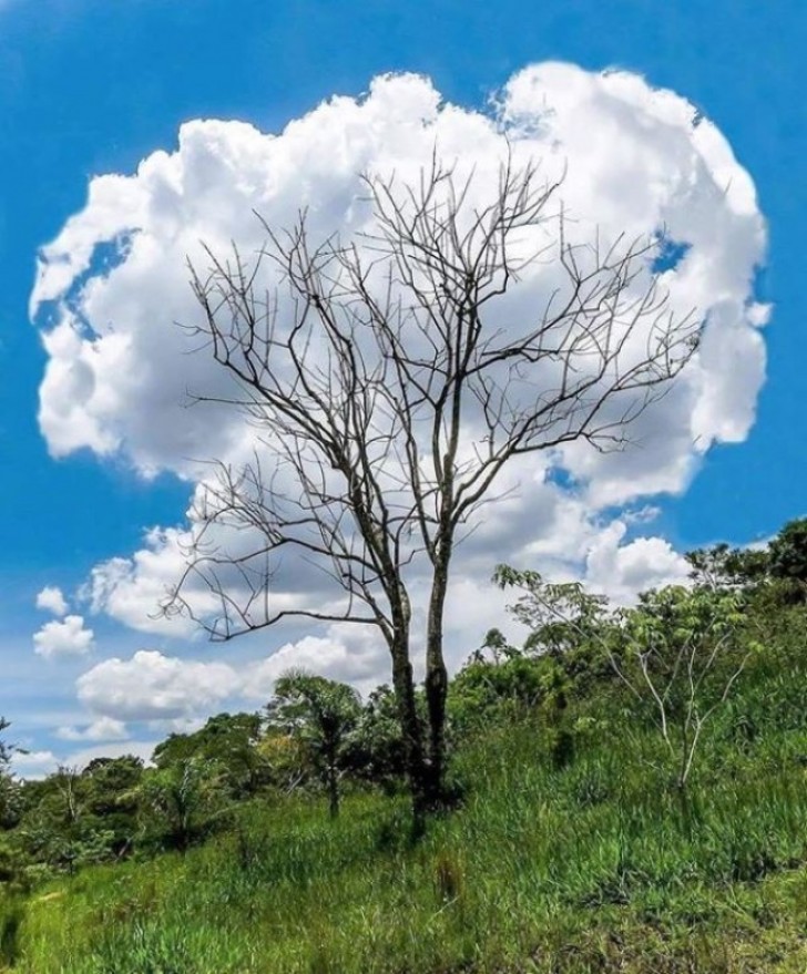 A famosa árvore de nuvens...