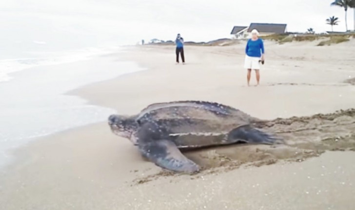 Leatherback sea turtles reproduce about every two or three years ...