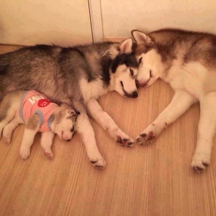 Le famiglie di husky sanno essere molto unite.