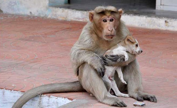 This puppy was adopted by this Macaque monkey.