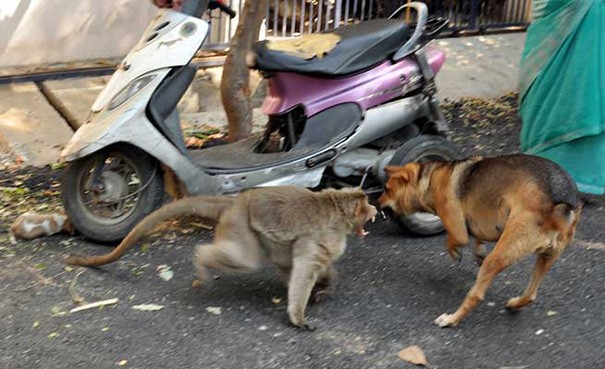 Le primate a pris à cœur son rôle de gardien, il protège le chiot des autres chiens qui tentent de s'approcher.