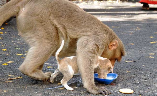 Quand quelqu'un leur laisse de la nourriture, le macaque laisse le chiot se nourrir en premier.