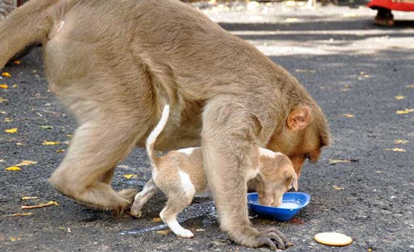 Quando alguém deixa comida para eles, a macaca deixa o cachorrinho comer primeiro.