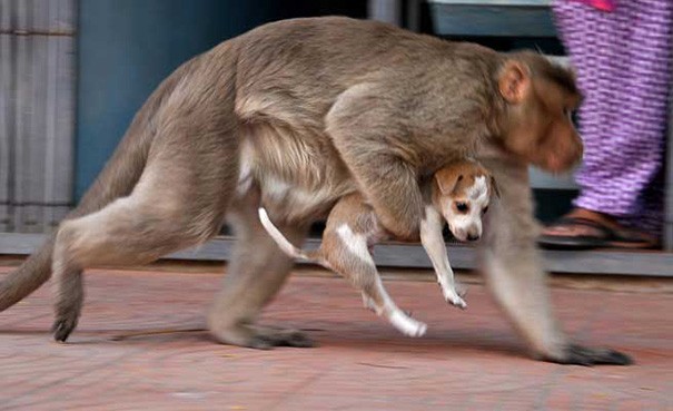 Ora i due sono inseparabili.