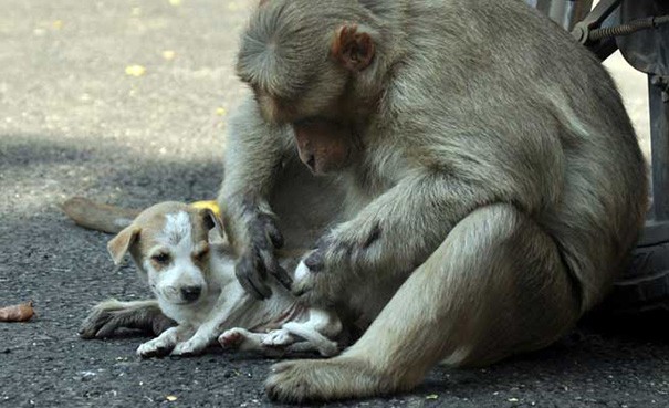 The Macaque monkey takes care of the puppy dog as if he were a child of his.