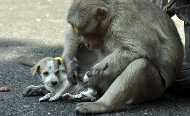 El macaco toma cuidados de èl como si fuese su cachorro.