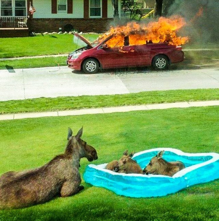 C'est seulement une mère qui surveille ses chiots pendant qu'ils prennent leur bain (pendant que la voiture de devant brûle).
