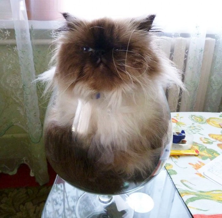 Får jag bjuda på en kopp katt-te?