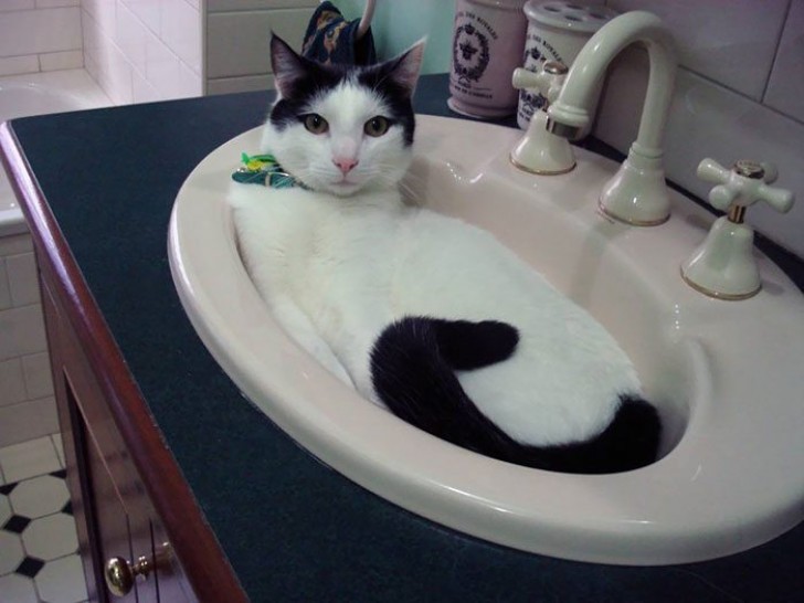 Hier hat jemand das Waschbecken gefüllt...mit einer Katze!