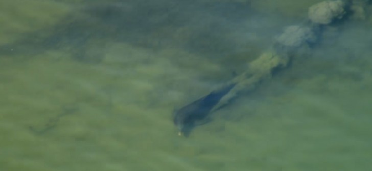 A group of dolphins reaches a low water level zone and one of them starts to swim near the sandy bottom and begins to raise the sand with the movements of its tail and fins.