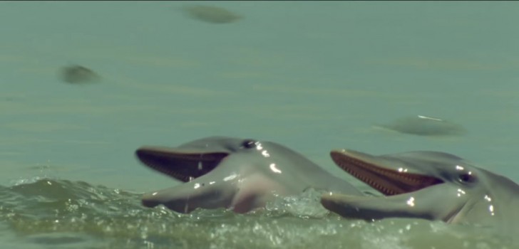 Ce n'est qu'après quelques instants que vous comprendrez son attitude : les autres dauphins du groupe s'approchent quand des dizaines de poissons commencent à sauter hors de l'eau.
