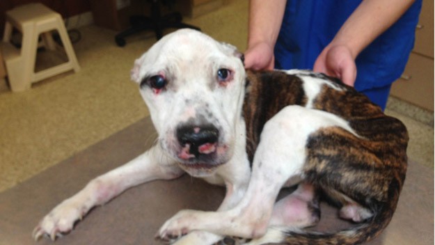 L'histoire de Puppy Doe, une chienne Pit Bull, a commencé au cours de l'été 2013.