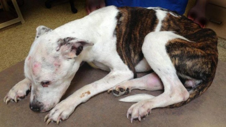 After having subjected her to the most terrible violence, this man abandoned the Pit Bull and she was found lying on the ground with her skull, spine, and ribs broken, her tongue cut off, and a swollen eye.