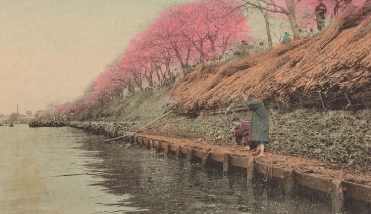 Tokyo, fioritura dei ciliegi a Mukojima