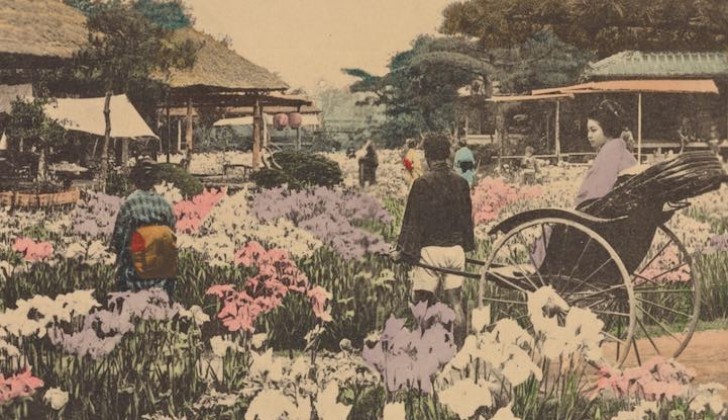 Tokyo, Giardino degli Iris a Horikiri