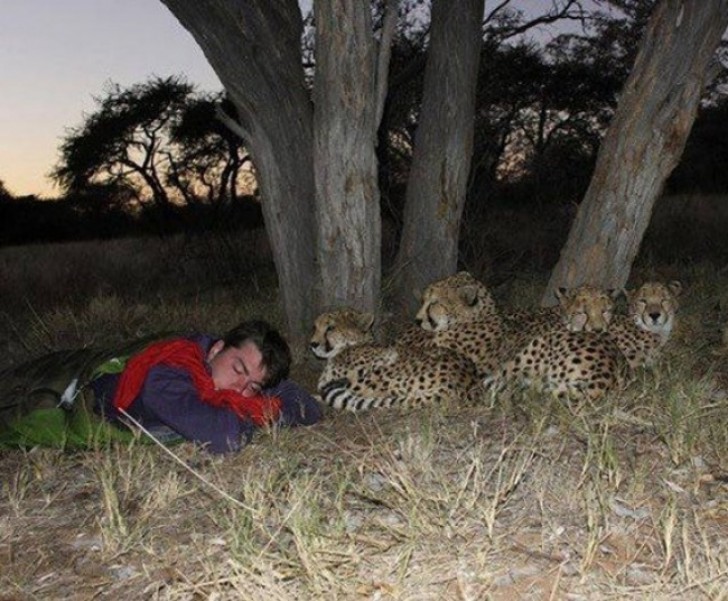 12. When a cheetah family decides to join you for the night