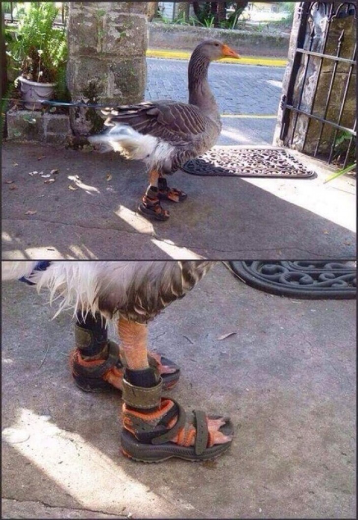 17. A very fashionable goose