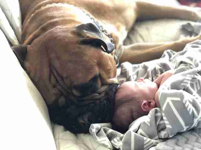 "Dann ließen wir ihn in die Nähe des Kindersitzes kommen und da hatten wir die Bestätigung, dass Brutus ein fantastischer" Bruder "sein würde.