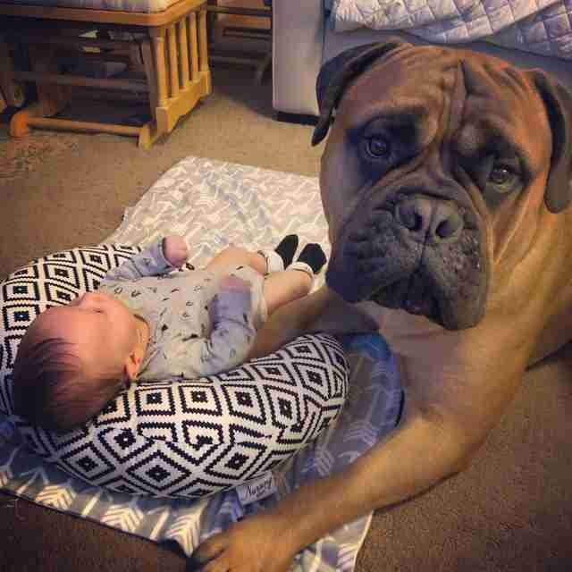 Brutus must have associated with that ball, which he loves so much, something that reassures him and so he brings it to share with his little human whenever he feels something is bothering Kayden.