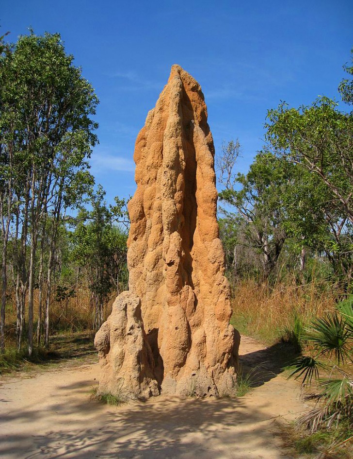 1. Riesige Gebilde, gebaut von Termiten, Austalien