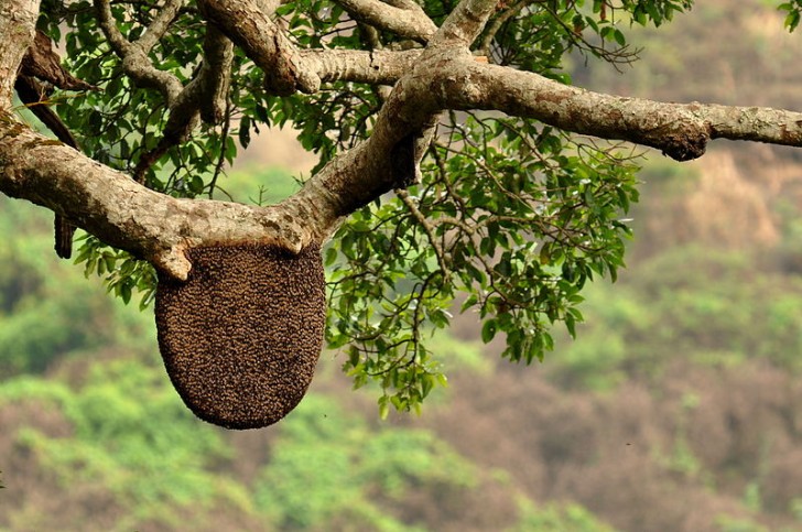 9. Tausende von Bienen die sich um ihren Bienenstock versammeln