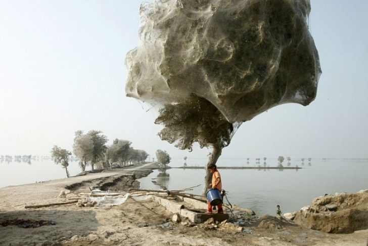 3. Bomen gewikkeld in spinnenwebben, Pakistan
