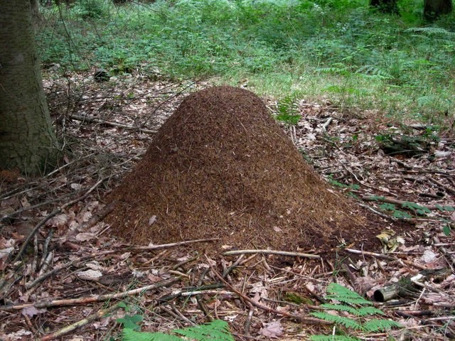 6. Een enorm nest van mieren in Groot-Brittanië: het hoopje takken en aarde dienen als bescherming voor het onderaardse deel waar de larven en de koningin wonen.