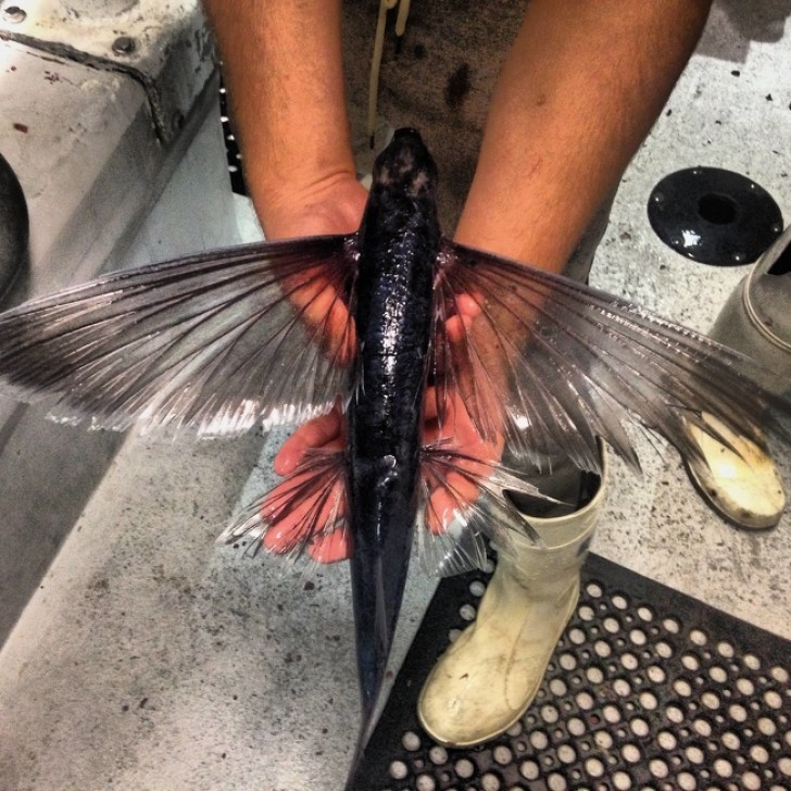 4. "Un poisson volant a atterri sur mon bateau hier soir. J'ai pris cette photo rapidement et je l'ai remis à la mer.