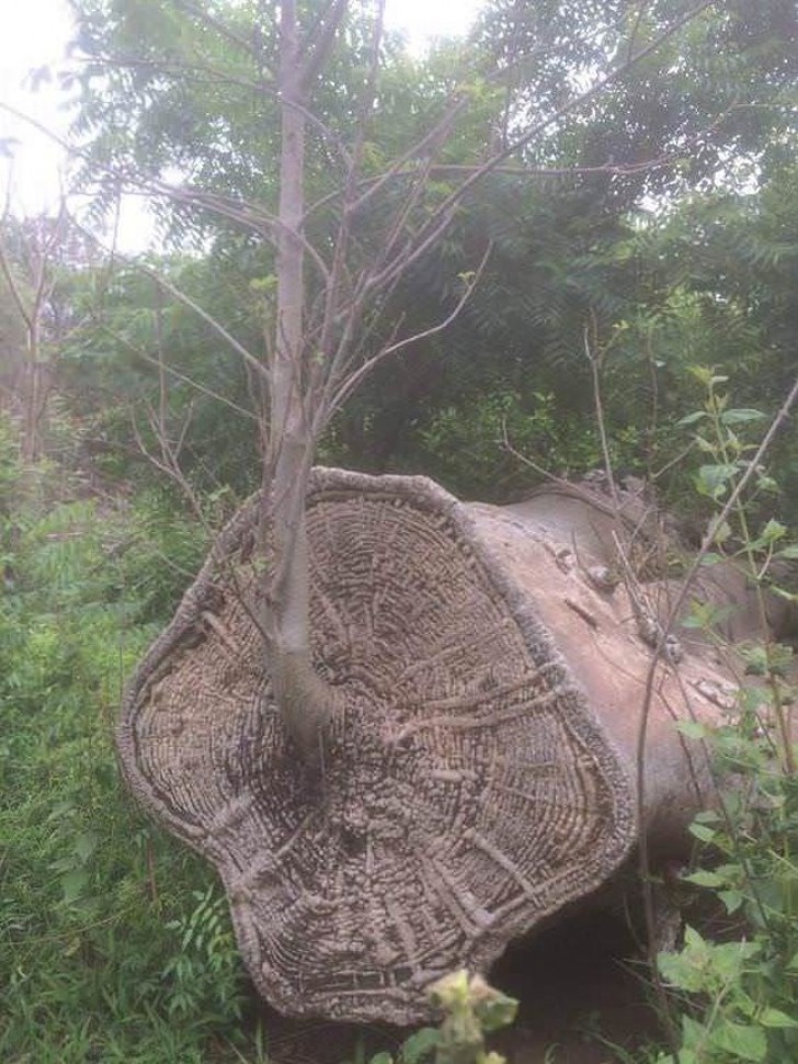 6. En baobab som har vuxit där den sågades ner.