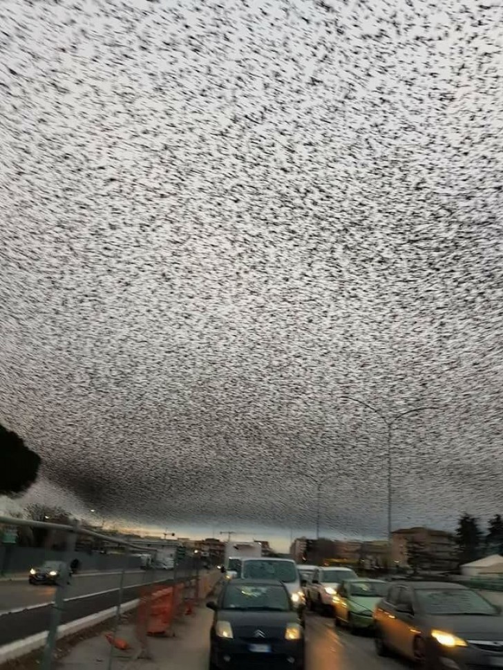 7. Hundreds of thousands of starlings cover the sky in Rome, Italy.
